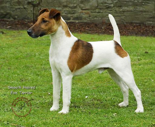 Fox Terrier 9T072D-126.JPG